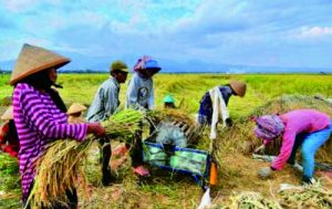 dinpertan.purbalinggakab.go .id