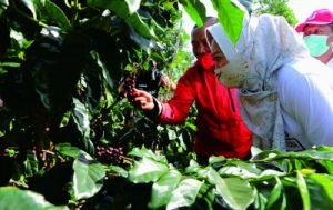 kopi malang kopi malang