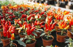 1 f3e8279553bb5f4208dc7525bc45d96c