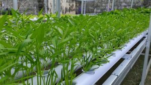 Menanam Kangkung dengan Cara Hidroponik Menanam Kangkung dengan Cara Hidroponik