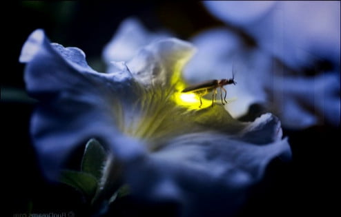 
 Gambar kunang kunang 2