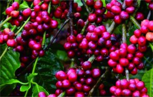 Kopi Temanggung Jajaki Pasar di Australia