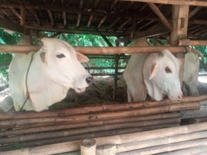 229 Ekor Ternak Sapi di Purbalingga Sudah Divaksin PMK