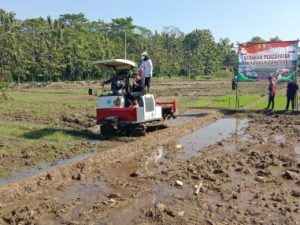 Purbalingga Surplus Beras Purbalingga Surplus Beras