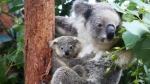 Walaupun Malas, Koala Ternyata Punya Sidik Jari! Walaupun Malas, Koala Ternyata Punya Sidik Jari!