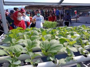 melon kualitas premium melon kualitas premium