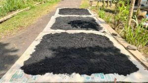 Melihat Kelompok Tani Muda Serbumas Desa Kalimanah Wetan, Produksi Pupuk Organik Berkualitas Tinggi Melihat Kelompok Tani Muda Serbumas Desa Kalimanah Wetan, Produksi Pupuk Organik Berkualitas Tinggi