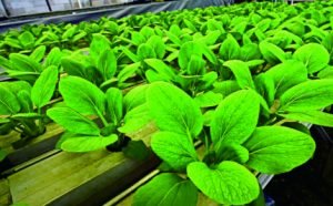 Hidroponik, Bercocok Tanam Sayuran Kekinian