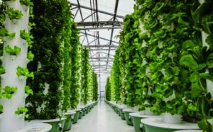 Hidroponik, Ini Cara Bercocok Tanam Sistem Aeroponik Agar Hasil Memuaskan dan Berkualitas aeroponik merupakan cara bercocok tanam hidroponik dengan menyemprotkan nutrisi ke akar tanaman. Nutrisi yang disemprotkan mempunyai bentuk seperti kabut.