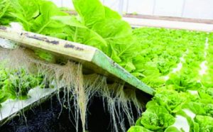 Hidroponik, Ini Cara Bercocok Tanam Sistem Rakit Apung! Cocok untuk Komersial