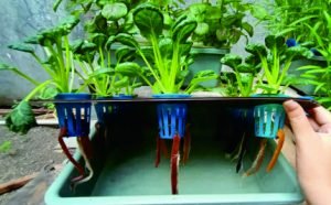 Bernama sistem sumbu karena dalam pemberian asupan nutrisi melewati akar tanaman disalurkan dengan media atau bantuan berupa sumbu.