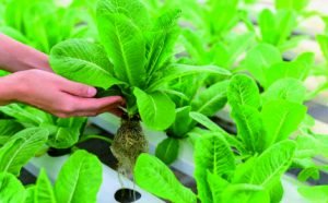 Ini Aneka Manfaat Berkebun Hidroponik untuk Kesehatan