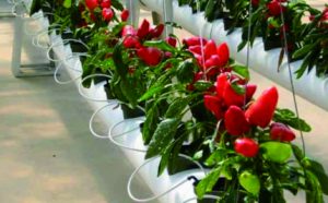 Ini Cara Bercocok Tanam Hidroponik Pakai Sistem Fertigasi