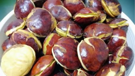 Ini Manfaat Buah Jengkol Bagi Tubuh