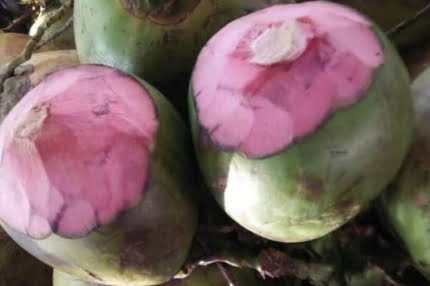 Kelapa Wulung Sangat Bermanfaat untuk Tubuh