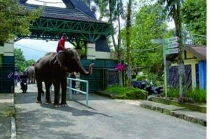 Serulingmas Zoo Banjarnegara Tambah gajah Serulingmas Zoo Banjarnegara