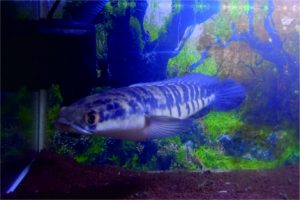 Ikan Channa. Foto Koleksi Vandi Romadhon Ikan Channa. Foto Koleksi Vandi Romadhon