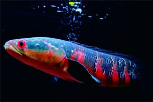 Channa Maruliodes juga memiliki corak warna merah. (foto: Instagram/channaindonesiaofficial) Channa Maruliodes juga memiliki corak warna merah. (foto: Instagram/channaindonesiaofficial)
