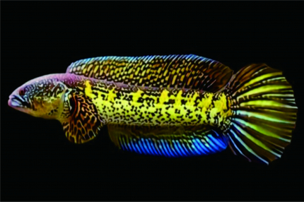 Ikan Channa Si Kaisar Kepala Ular