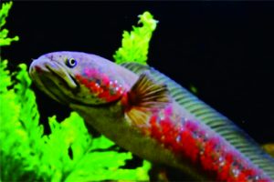 Ikan Channa Amphibeus. Foto: ikanesia.id