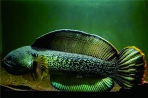 Ikan Channa sedang naik daun di kalangan pecinta ikan hias. Foto: ikanesia.id Ikan Channa sedang naik daun di kalangan pecinta ikan hias. Foto: ikanesia.id