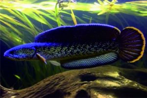 Mengenal Channa Barca, Memiliki Keunikan Karakter dan Corak Mengenal Channa Barca, Memiliki Keunikan Karakter dan Corak