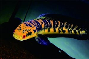 Tips Memberi Makan Ikan Channa. Foto: adamakna.com Tips Memberi Makan Ikan Channa. Foto: adamakna.com