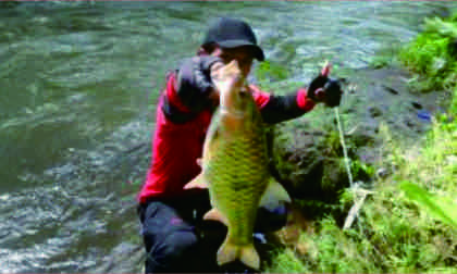 Ikan Hampala macrolepidota di sungai Serayu dan Klawing Purbalingga. Foto: langgengpancing.com