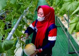 Bupati Purbalingga, Dyah Hayuning Pratiwi saat memetik buah melon di Desa Karangpucung Kecamatan Kertanegara Kabupaten Purbalingga Bupati Purbalingga, Dyah Hayuning Pratiwi saat memetik buah melon di Desa Karangpucung Kecamatan Kertanegara Kabupaten Purbalingga