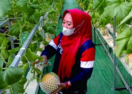 Bupati Purbalingga, Dyah Hayuning Pratiwi saat memetik buah melon di Desa Karangpucung Kecamatan Kertanegara Kabupaten Purbalingga