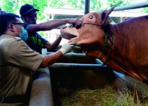 Pemeriksa hewan ternak di sejumlah kandang dan pasar hewan menjelang Hari Idul Adha 1444 Hijriah.
