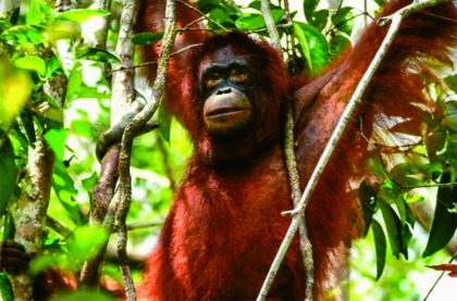 Orangutan di kawasan Taman Nasional Tanjung Puting (TNTP) Pangkalan Bun Kabupaten Kotawaringin Barat, Provinsi Kalimantan Tengah. Foto: menlhk.go.id