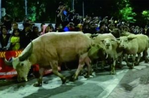 Kirab malam 1 Suro identik dengan kebo bule sebagai sarana kirab. Kirab malam 1 Suro identik dengan kebo bule sebagai sarana kirab.