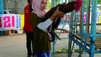 Dewan Pimpinan Daerah Himpunan Peternak Penggemar Ayam Pelung Indonesia (DPD HIPPAPI) Purbalingga terselenggara di GOR Satria Kusuma Desa Kembangan Kecamatan Bukateja Purbalingga, Minggu 27 Agustus 2023 Dewan Pimpinan Daerah Himpunan Peternak Penggemar Ayam Pelung Indonesia (DPD HIPPAPI) Purbalingga terselenggara di GOR Satria Kusuma Desa Kembangan Kecamatan Bukateja Purbalingga, Minggu 27 Agustus 2023