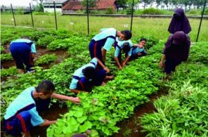 Penanaman nilai karakter cinta lingkungan pada siswa di SMP N 2 Kalimanah dilakukan melalui kegiatan berkebun. Penanaman nilai karakter cinta lingkungan pada siswa di SMP N 2 Kalimanah dilakukan melalui kegiatan berkebun.