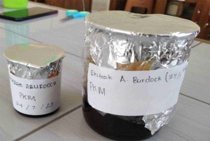 Ekstrak tanaman Arctium lappa L atau Burdock. Foto: Tim PKM UNAIC