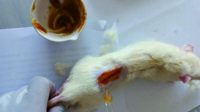 Pengujian dengan mengunnakan persentase salep berbeda pada hewan coba. Foto: Tim PKM UNAIC. Pengujian dengan mengunnakan persentase salep berbeda pada hewan coba. Foto: Tim PKM UNAIC.