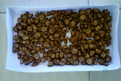 Tanaman Burdock. Foto: Tim PKM UNAIC.
