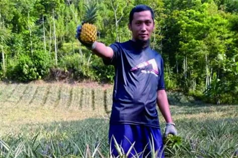 Hasil nanas yang melimpah di Desa Siwarak, Kecamatan Karangreja, di tangan Ngudiono, bisa dijadikan berbagai macam olahan yang mempunyai nilai jual tinggi.