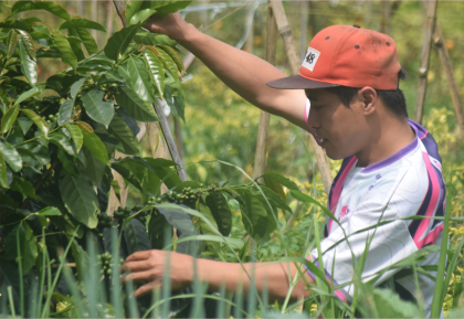 Sutikno (38) petani milenial asal RT 02 RW 01 Dukuh Pejagan, Desa Kutabawa, Kecamatan Katangreja, Kabupaten Purbalingga merawat Kopi Arabika Sutikno (38) petani milenial asal RT 02 RW 01 Dukuh Pejagan, Desa Kutabawa, Kecamatan Katangreja, Kabupaten Purbalingga merawat Kopi Arabika