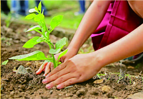 Sejarah Hari Gerakan Sejuta Pohon 10 Januari. Foto: tabloidmantap.com Sejarah Hari Gerakan Sejuta Pohon 10 Januari. Foto: tabloidmantap.com