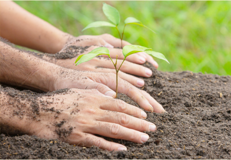 Gerakan Sejuta Pohon. Foto: tabloidmantap.com Gerakan Sejuta Pohon. Foto: tabloidmantap.com