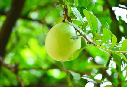 Buah Maja ini kaya vitamin dan mineral yang penting untuk kesehatan tubuh, mulai dari vitamin B, C, kalsium, fosfor, kalium, magnesium hingga zat besi. Buah Maja ini kaya vitamin dan mineral yang penting untuk kesehatan tubuh, mulai dari vitamin B, C, kalsium, fosfor, kalium, magnesium hingga zat besi.