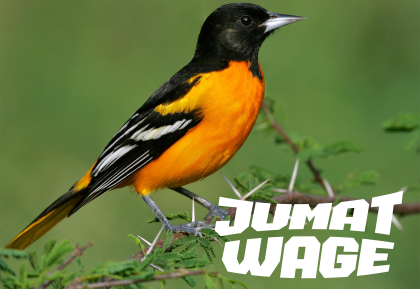 Jumat Wage Cemburuan Seperti Burungnya Kepodhang Jumat Wage Cemburuan Seperti Burungnya Kepodhang