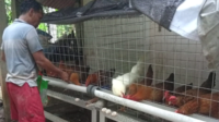 Kelompok Ternak Ayam Lokal (KTAL) Maju Makmur di RT 04 RW 01 Desa Kaligondang, Kecamatan Kaligondang, Kabupaten Purbalingga mencoba untuk berusaha bersama dengan core business ayam ternak lokal. Kelompok Ternak Ayam Lokal (KTAL) Maju Makmur di RT 04 RW 01 Desa Kaligondang, Kecamatan Kaligondang, Kabupaten Purbalingga mencoba untuk berusaha bersama dengan core business ayam ternak lokal.