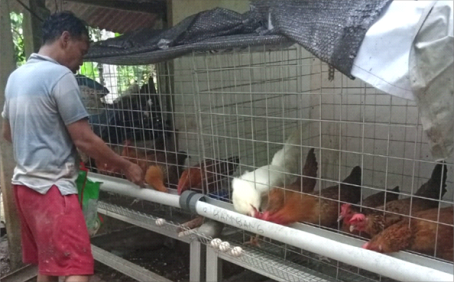 Kelompok Ternak Ayam Lokal (KTAL) Maju Makmur di RT 04 RW 01 Desa Kaligondang, Kecamatan Kaligondang, Kabupaten Purbalingga mencoba untuk berusaha bersama dengan core business ayam ternak lokal.