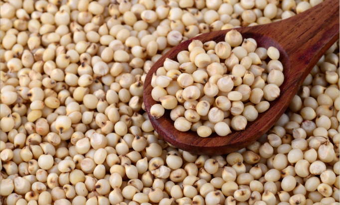 Sorgum Pengganti Beras Sorgum Pengganti Beras