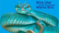 Shio Ular Wajib Gunakan Warna Biru Shio Ular Wajib Gunakan Warna Biru