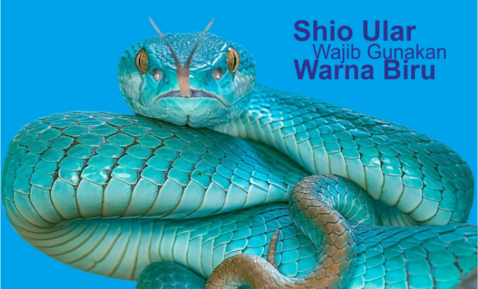 Shio Ular Wajib Gunakan Warna Biru Shio Ular Wajib Gunakan Warna Biru