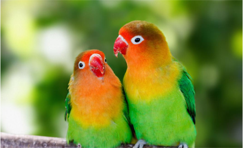 Pantun Bikin Orang Terkasih Baper 